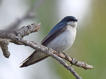 species