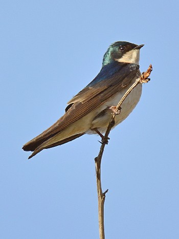 species
