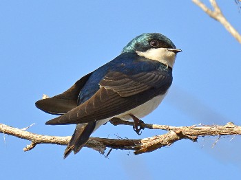 species
