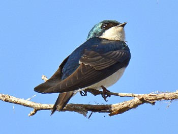 species