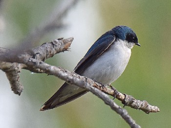 species