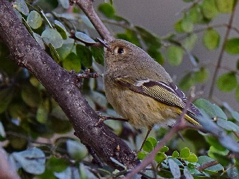 species