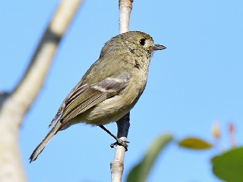 species