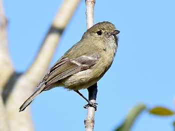 species