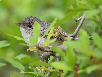 species