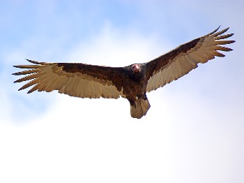 species