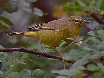 species