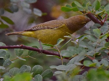 species