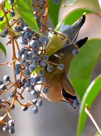 species