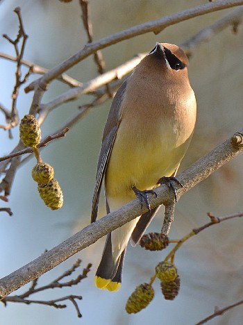 species