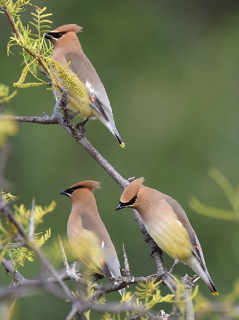 species