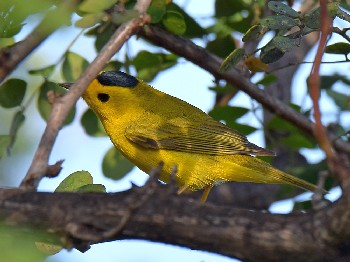 species