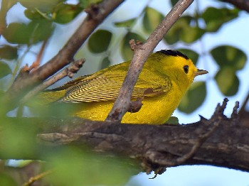 species