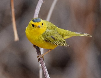 species