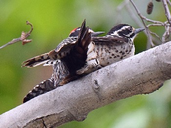 species