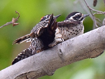 species