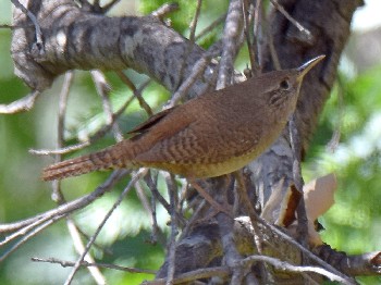 species