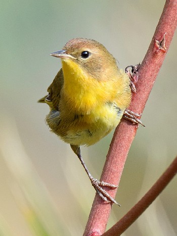 species