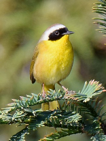 species