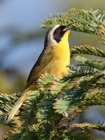 species