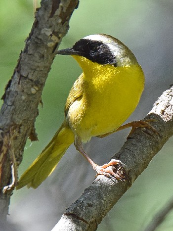 species