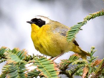 species